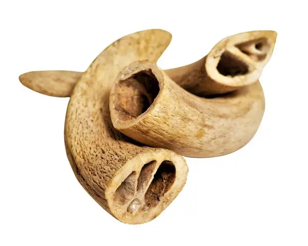Noyaux de corne de buffle